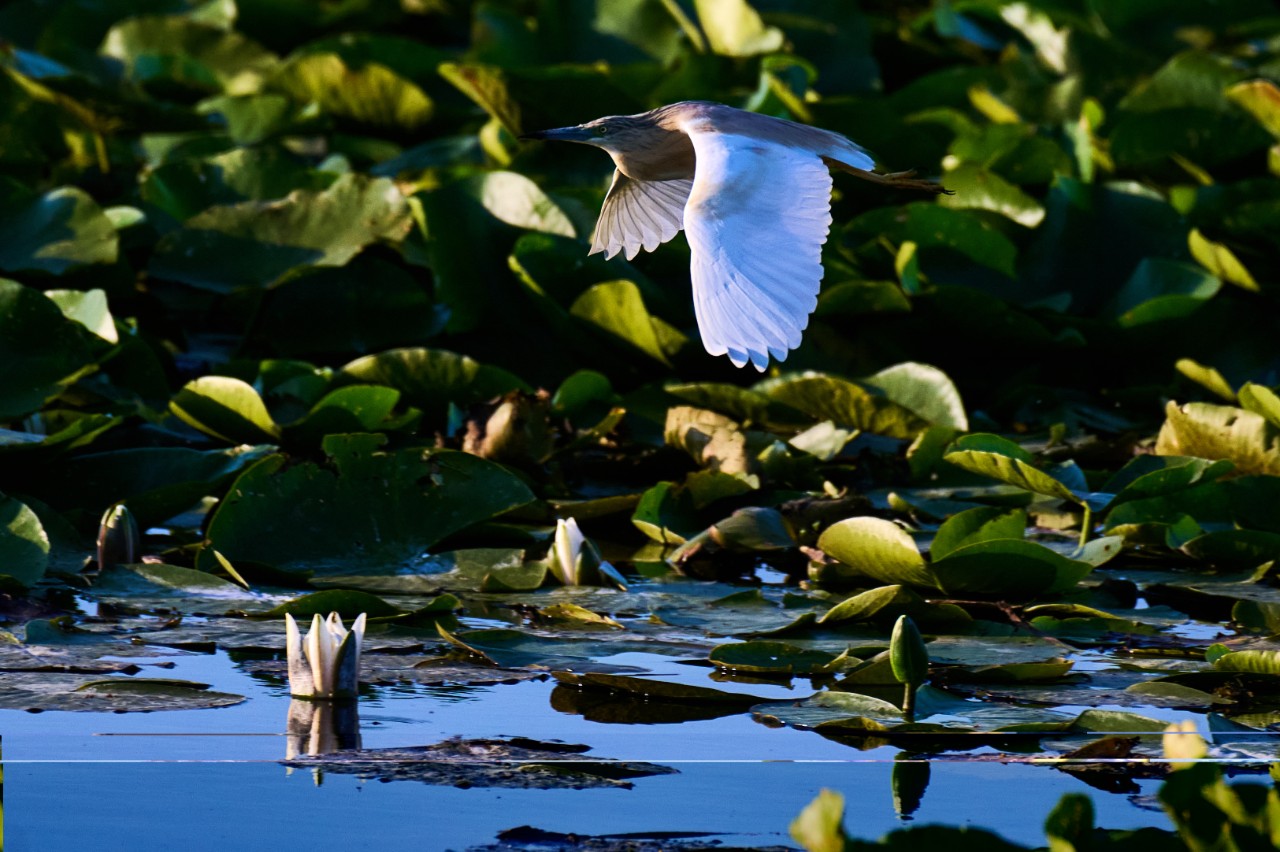 Wetlands in Romania (please add a photographer's credit)